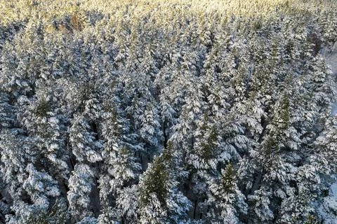 Winter pine forests and birch groves covered with snow Stock Photos