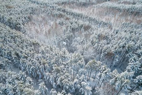 Winter pine forests and birch groves covered with snow Stock Photos
