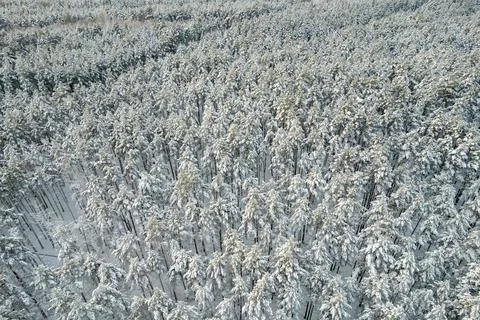 Winter pine forests and birch groves covered with snow Foto stock