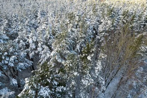 Winter pine forests and birch groves covered with snow Stock Photos