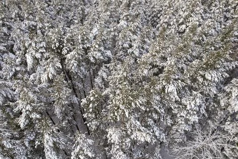 Winter pine forests and birch groves covered with snow Stock Photos