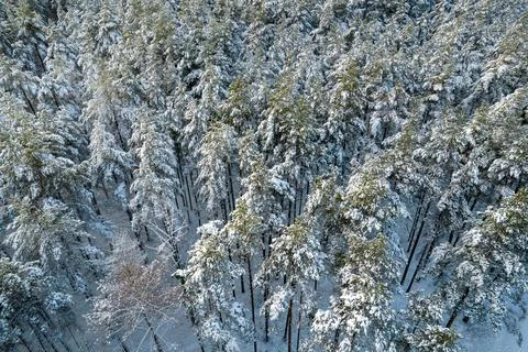 Winter pine forests and birch groves covered with snow Stock Photos