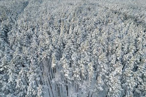 Winter pine forests and birch groves covered with snow Stock Photos