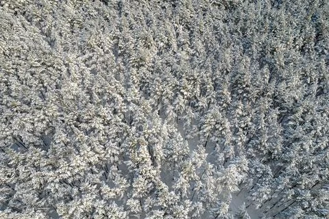 Winter pine forests and birch groves covered with snow Stock Photos