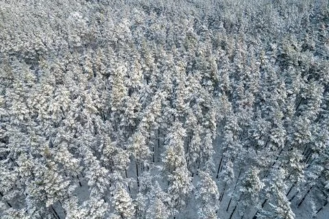 Winter pine forests and birch groves covered with snow Stock Photos
