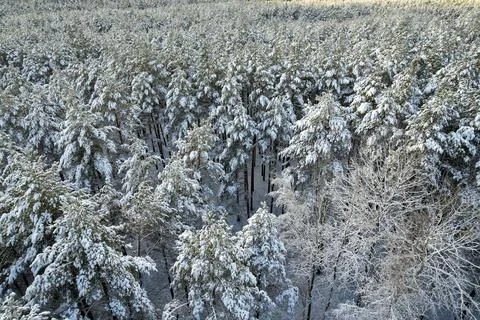 Winter pine forests and birch groves covered with snow Stock Photos