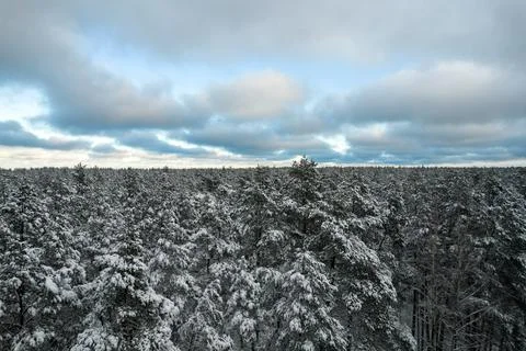 Winter pine forests and birch groves covered with snow Stock Photos