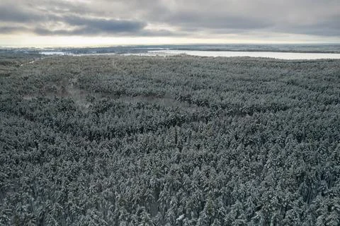 Winter pine forests and birch groves covered with snow Stock Photos