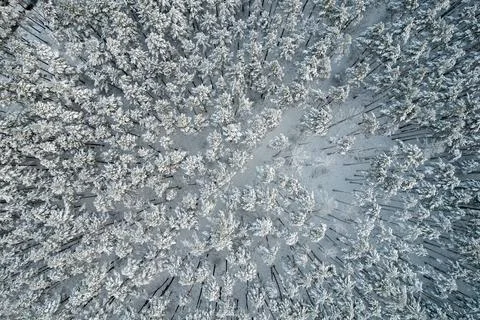 Winter pine forests and birch groves covered with snow Stock Photos