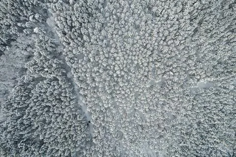 Winter pine forests and birch groves covered with snow Stock Photos