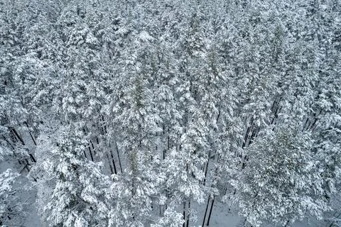 Winter pine forests and birch groves covered with snow Stock Photos