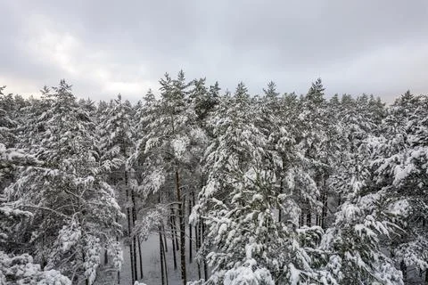 Winter pine forests and birch groves covered with snow Stock Photos
