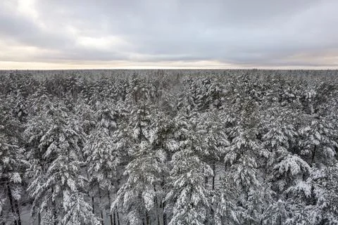 Winter pine forests and birch groves covered with snow Stock Photos