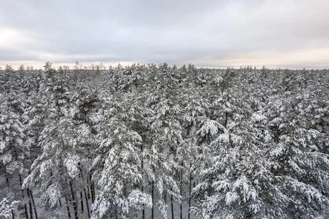 Winter pine forests and birch groves covered with snow Stock Photos