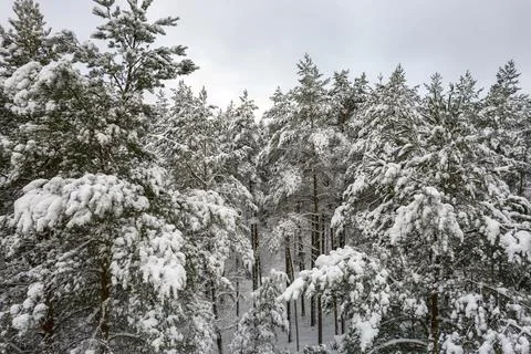 Winter pine forests and birch groves covered with snow Stock Photos