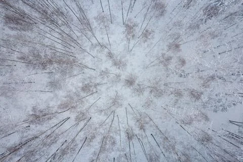 Winter pine forests and birch groves covered with snow Stockfoto's