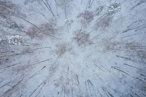 Winter pine forests and birch groves covered with snow Stock Photos