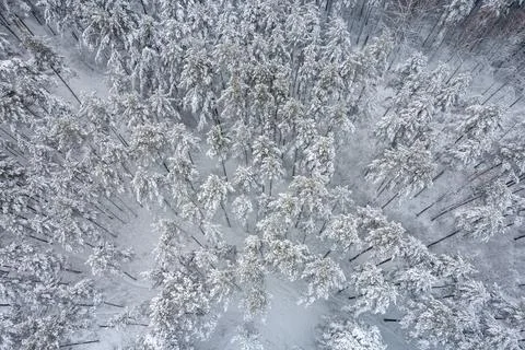 Winter pine forests and birch groves covered with snow Stock Photos
