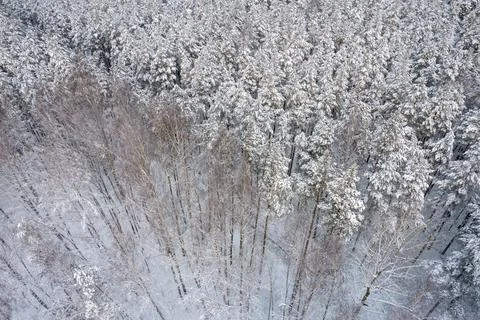 Winter pine forests and birch groves covered with snow Stock Photos