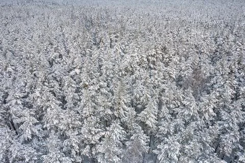 Winter pine forests and birch groves covered with snow Stock Photos