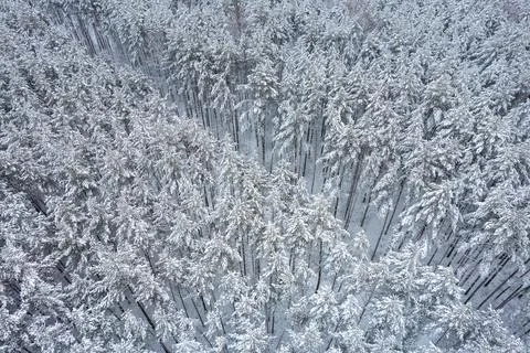 Winter pine forests and birch groves covered with snow Stock Photos