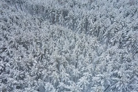 Winter pine forests and birch groves covered with snow Stock Photos
