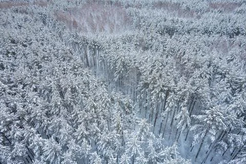Winter pine forests and birch groves covered with snow Stock Photos
