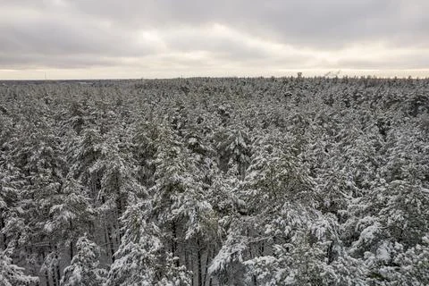 Winter pine forests and birch groves covered with snow Stock Photos