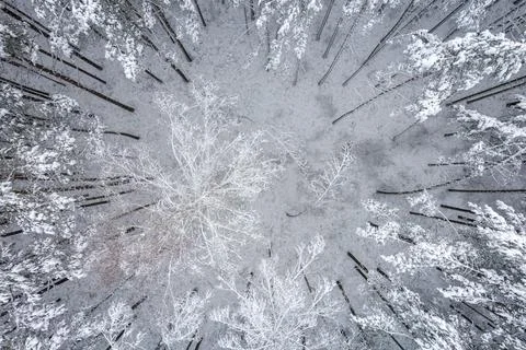 Winter pine forests and birch groves covered with snow Stock Photos