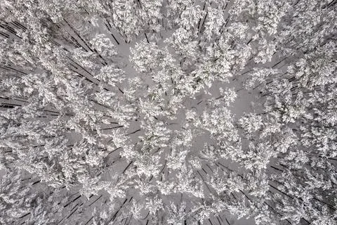 Winter pine forests and birch groves covered with snow Foto stock