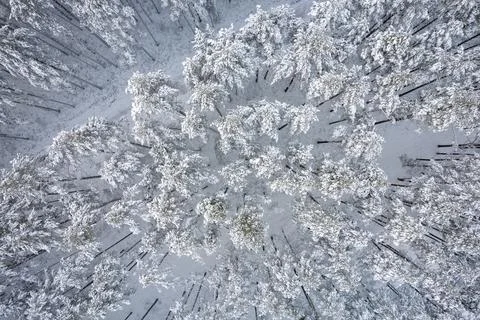 Winter pine forests and birch groves covered with snow Foto stock