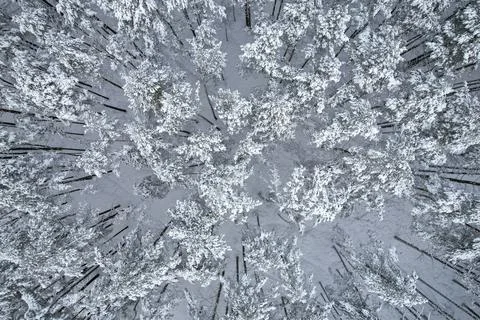 Winter pine forests and birch groves covered with snow Stock Photos