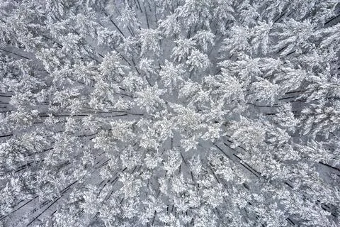 Winter pine forests and birch groves covered with snow Stock Photos