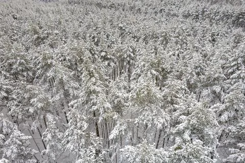 Winter pine forests and birch groves covered with snow Stock Photos