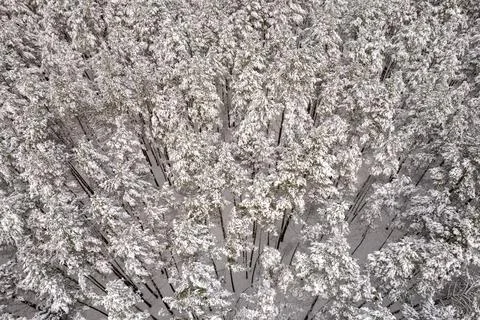 Winter pine forests and birch groves covered with snow Stock Photos