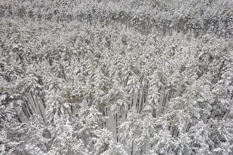 Winter pine forests and birch groves covered with snow Stock Photos