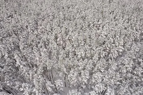 Winter pine forests and birch groves covered with snow Stock Photos