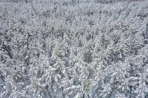 Winter pine forests and birch groves covered with snow Stock Photos