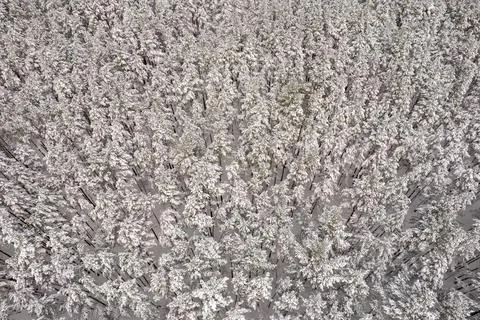 Winter pine forests and birch groves covered with snow Stock Photos
