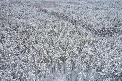 Winter pine forests and birch groves covered with snow Stock Photos