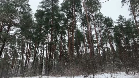 Winter pine grove.Trunks of tall trees. Stock Footage 168496685