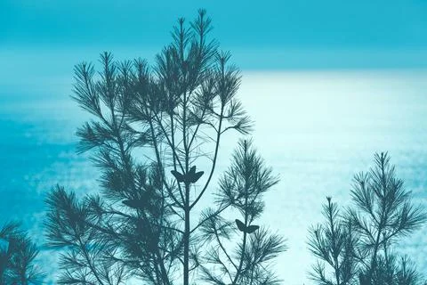 Winter pine needles background. Stock Photos