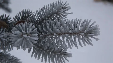 Winter Pine Needles Stock Footage 100735901