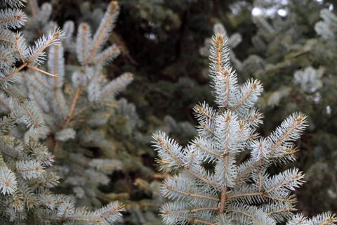Winter pine Stock Photos