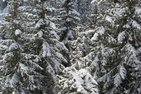 Winter pine Stock Photos