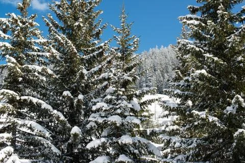 Winter pine Stock Photos