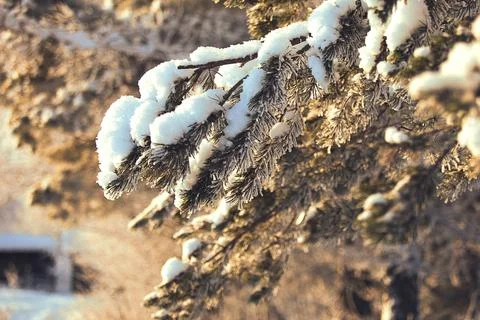 Winter pine with snow on branches, cold day. Stock Photos