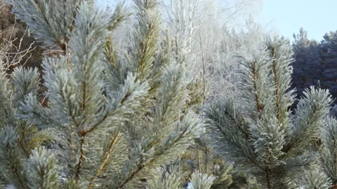 Winter pine in the snow 動画素材 133078016