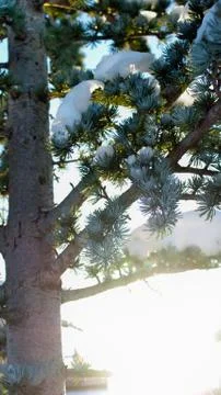 Winter Pine Sunset Stock-Fotos