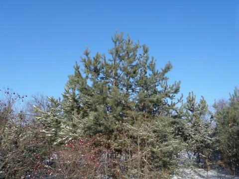 Winter pine tree against a clear sky 写真素材